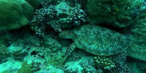 Lee más sobre el artículo Buceo en las islas Maldivas – Explorando las profundidades