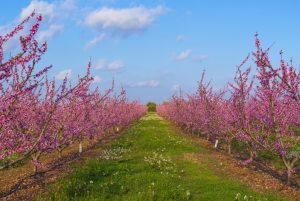 Lee más sobre el artículo Turismo rural en Lérida: ¿Qué hacer cerca de La Granja d’Escarp?