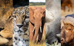 Lee más sobre el artículo Tras las huellas de los Big Five: ¿Cómo preparar un safari para ver los 5 grandes de África?
